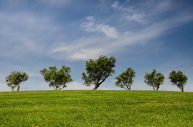 Green Weekend, un evento para desarrollar proyectos del sector ambiental en Algeciras.